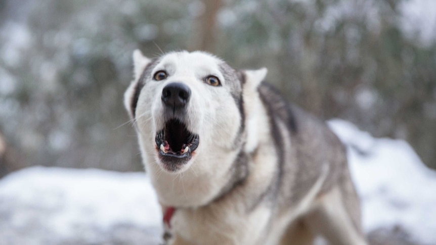 A sled dog husky howls before the race begins.