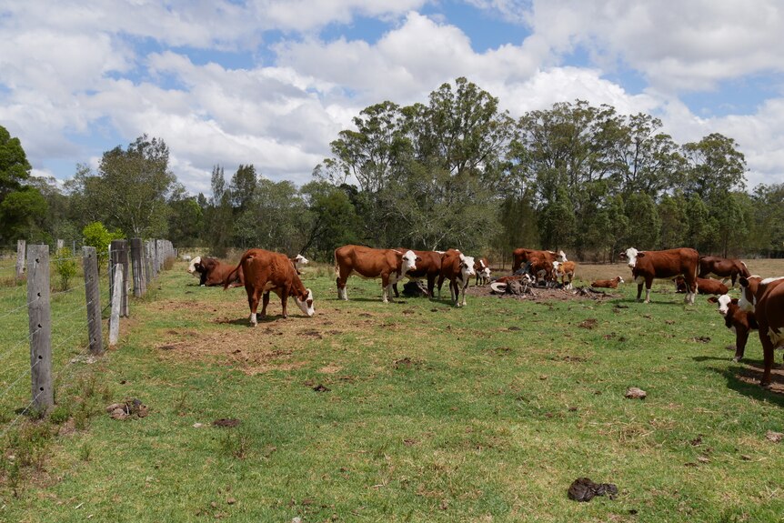 Cows on the paddock at the Gilbert family farm in Nabiac.