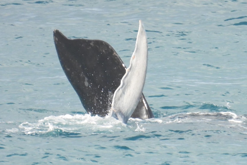 The pectoral fin of a black southern right whale mother and a white tail fin in front of it in water.