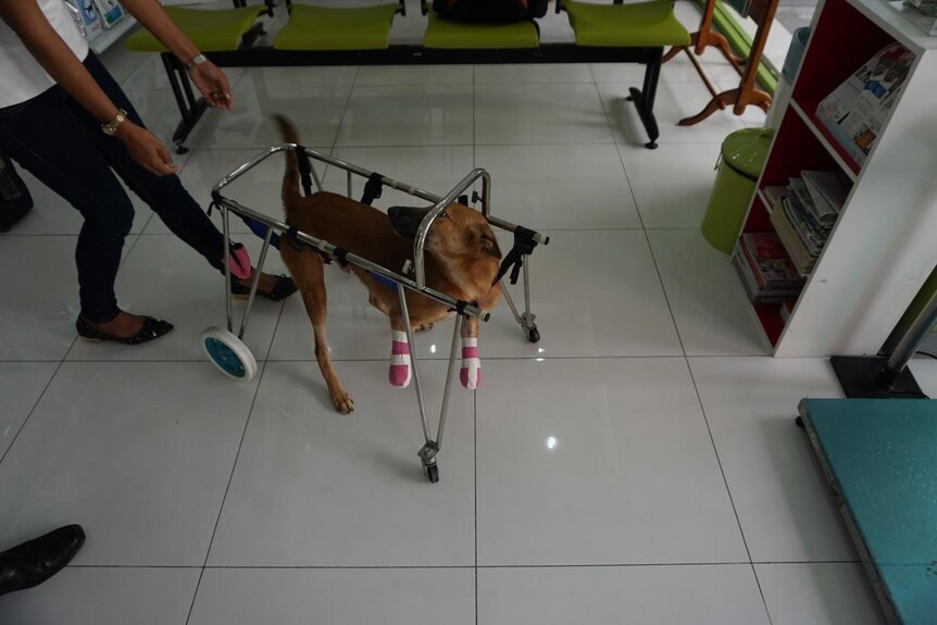 Cola the dog learns to walk again