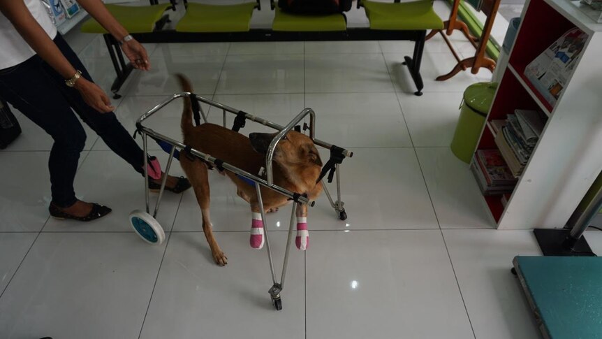 Cola the dog learns to walk again