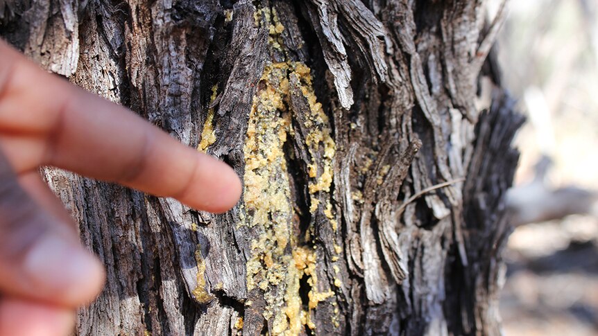 A student pointing at Gidgee gum, which is similar to honey and makes a sweet addition to meals.