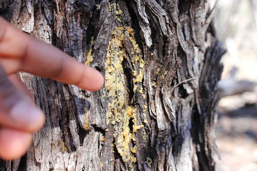 A student pointing at Gidgee gum, which is similar to honey and makes a sweet addition to meals.