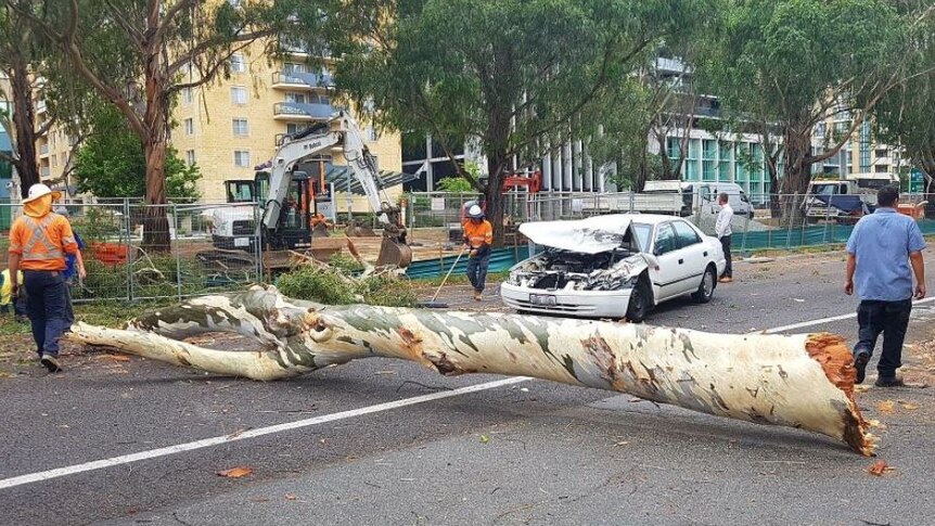 A car crashed into a felled tree.