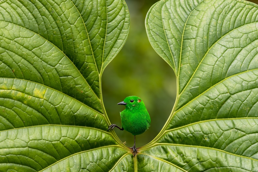 a Glistening-green Tanager sits in the crest of a leaf
