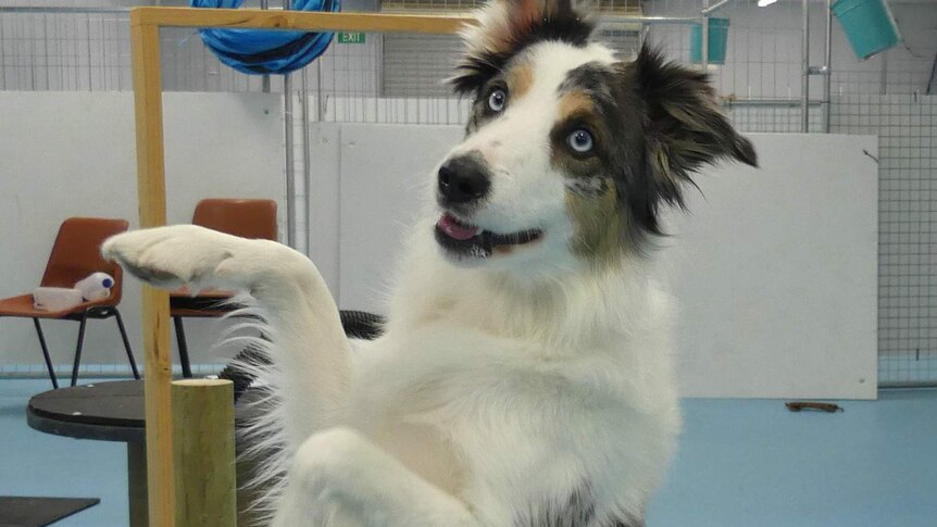 A dog raises its front paws.