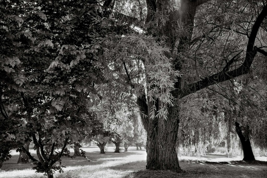 black and white photo of trees in a park