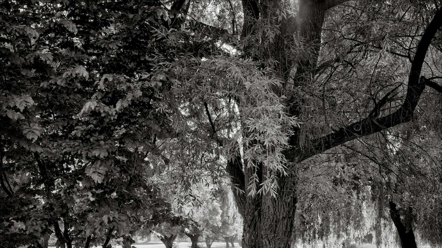 black and white photo of trees in a park