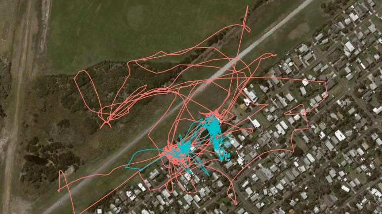 Satellite image of cat movements on Phillip Island
