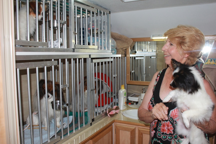 Papillon dogs find a home in the bathroom of their owner's caravan.