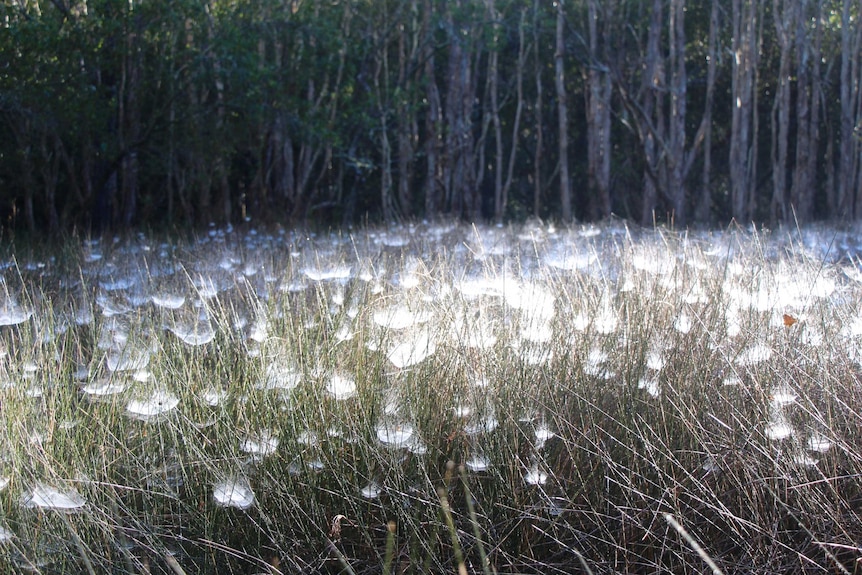 Tent spider webs