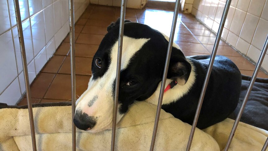 A dog sits in a cage in the Broome pound.