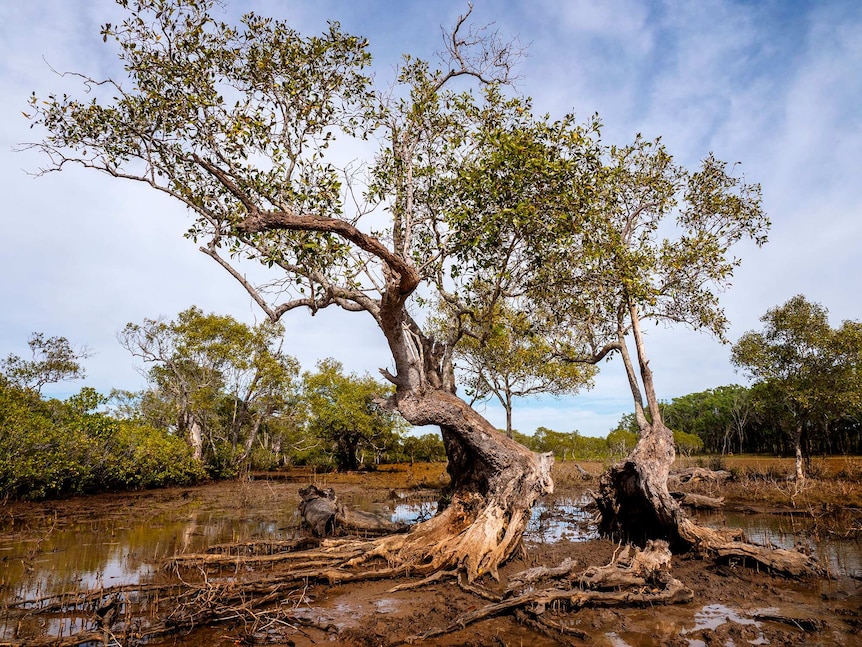 Mangrove tree in shallow water.