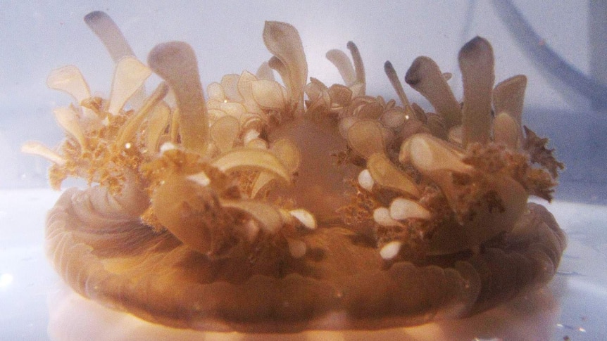 The Cassiopea maremetens, or upside down jellyfish, can absorb metals.