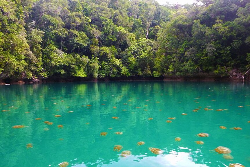 Tabir surya sudah dilarang di Jellyfish Lake yang terkenal di Palau.