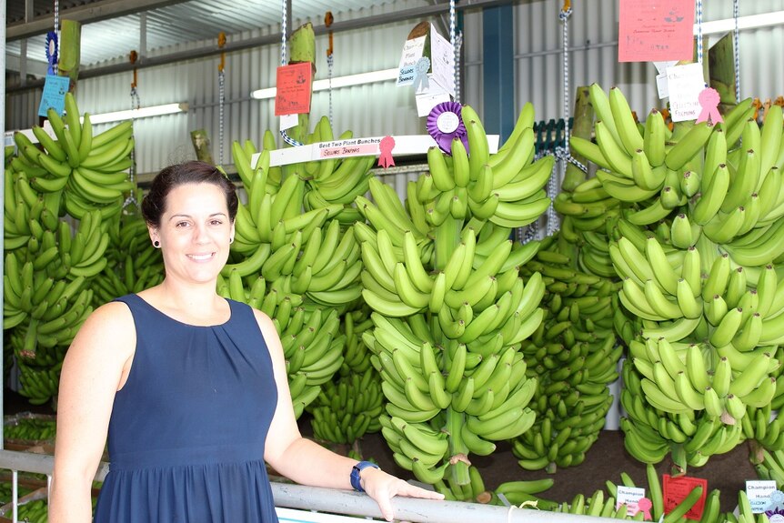 An industry leader and grower stands next to large bunches of bananas being exhibited at the Innisfail Show