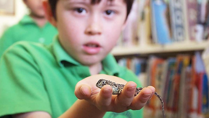 A child from Bonython Primary School holds earless dragon.