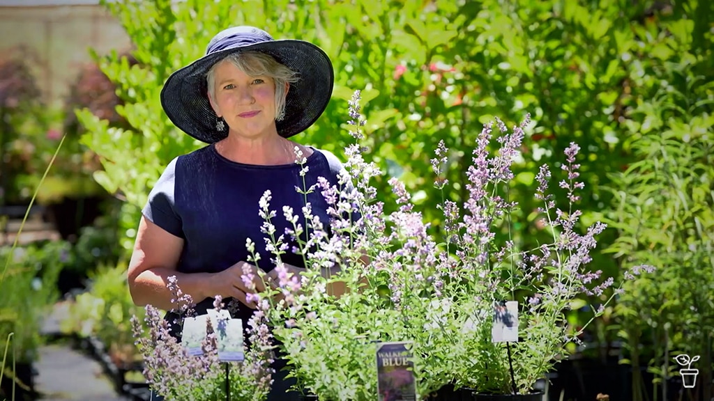 Sophie standing in a garden behind a catmint bush.