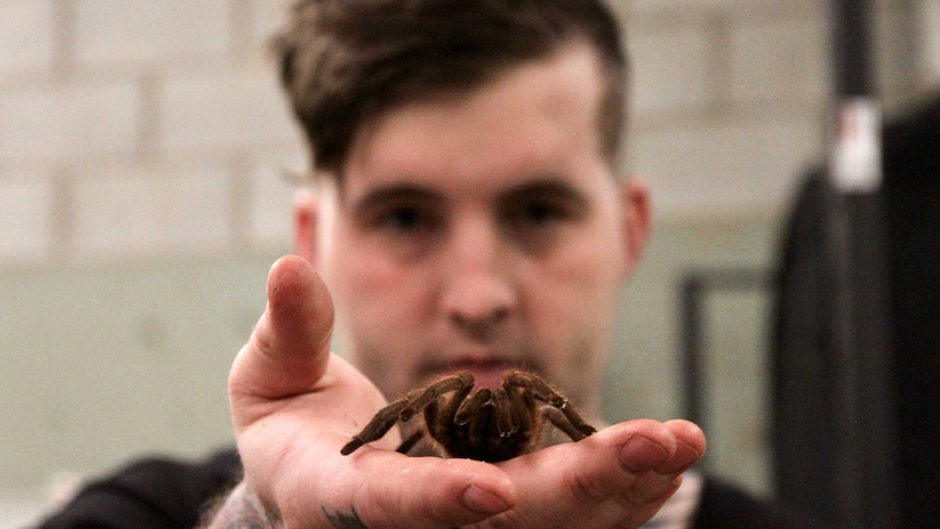 Insect collector Isaac Bermingham is pictured holding a large tarantula out to the camera