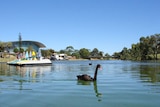 Easing of algal problems allows Torrens reopening