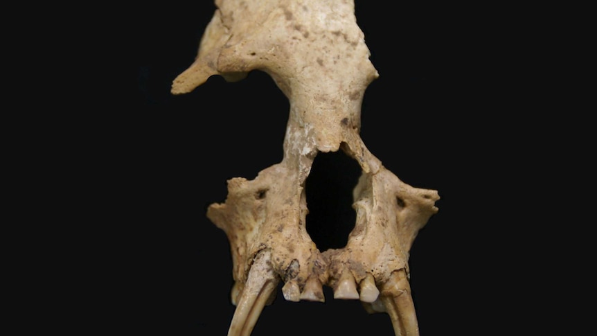 Gibbon fossil