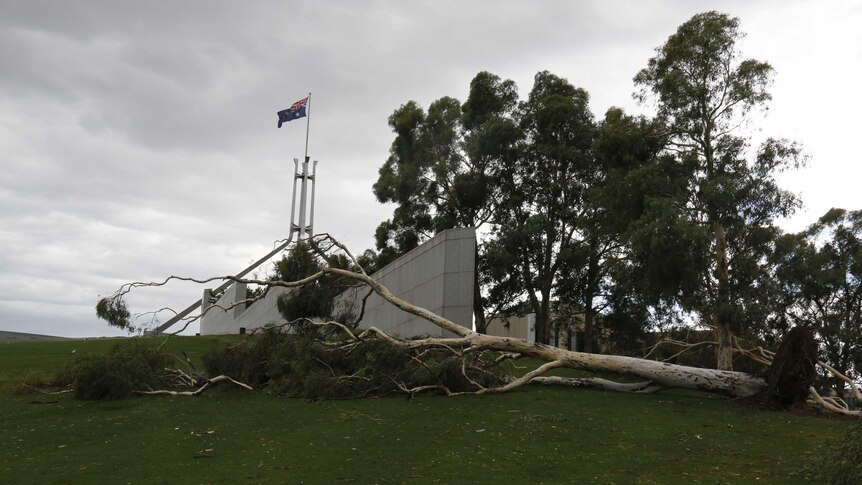 Uprooted trees on the lawns of Parliament House.