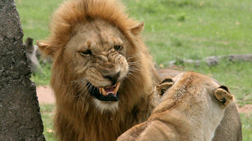 Two African lions growl at each other during mating season in 2006.