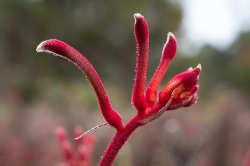 A pure red kangaroo paw flower.