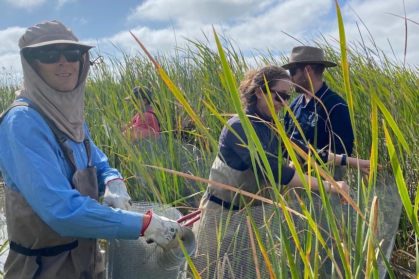 A group of people in waders constructing a wire fence amongst reeds