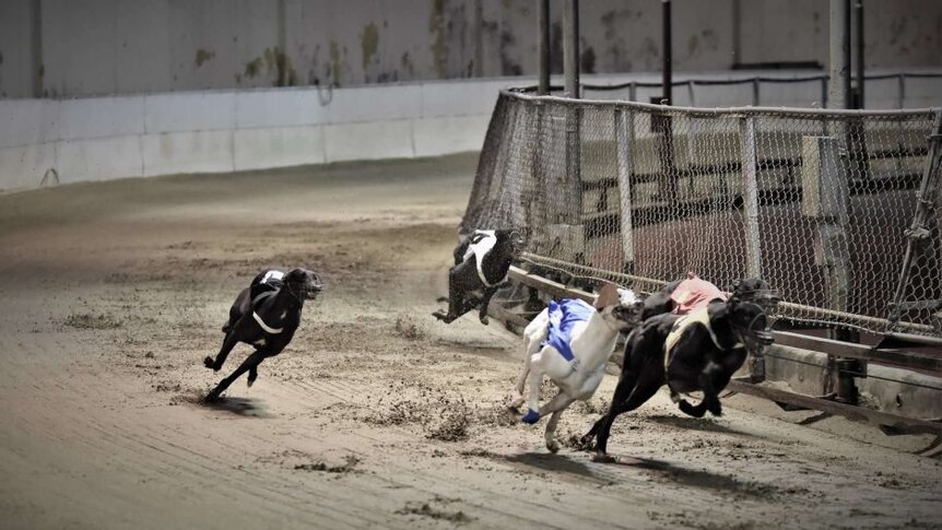 Anjing greyhound dari Canidrome bisa berakhir di balapan ilegal di China.