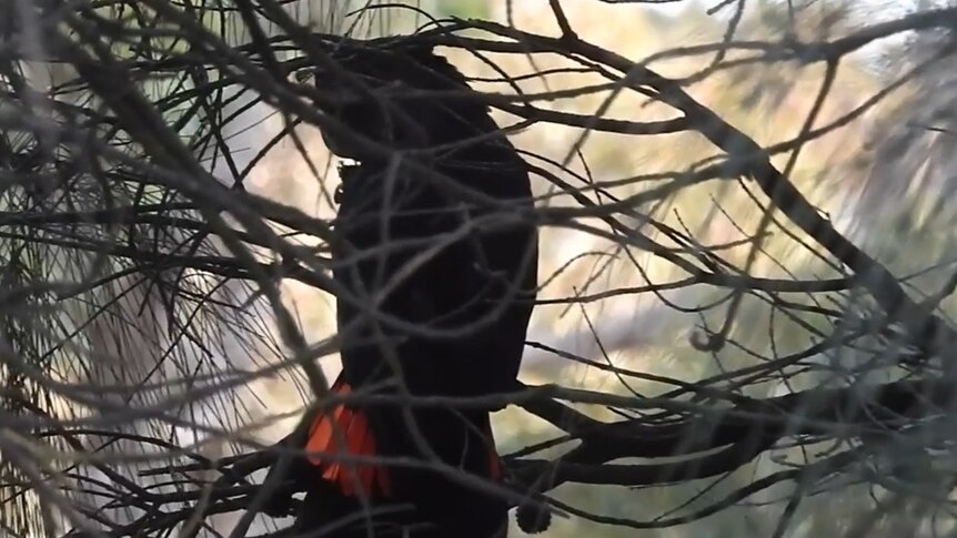 A black cockatoo sits on a branch, slightly obscured by twigs.