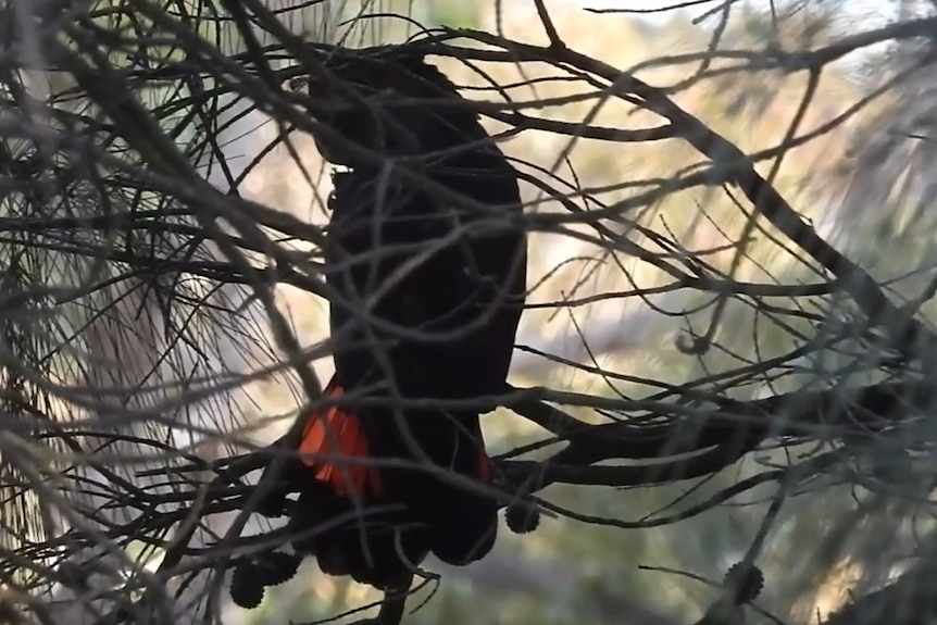 A glossy black cockatoo spotted at Deep Creek National Park.