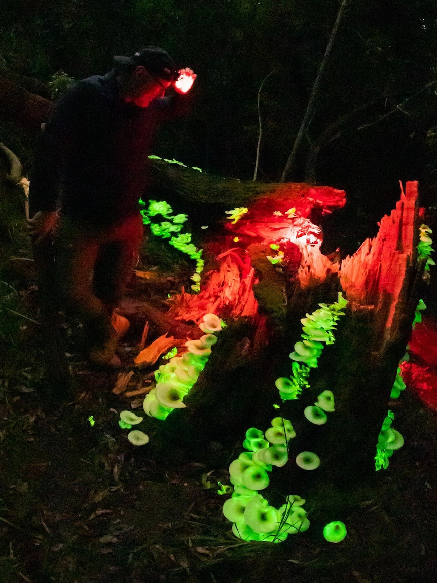 David Finlay wears a red light head torch and inspects a cluster of green glowing mushrooms at night.