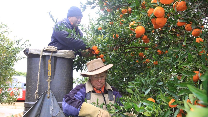 Pat and Sue Pini have been travelling Australia for the past ten years on the harvest trail