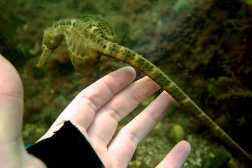 A seahorse touching a diver's hand