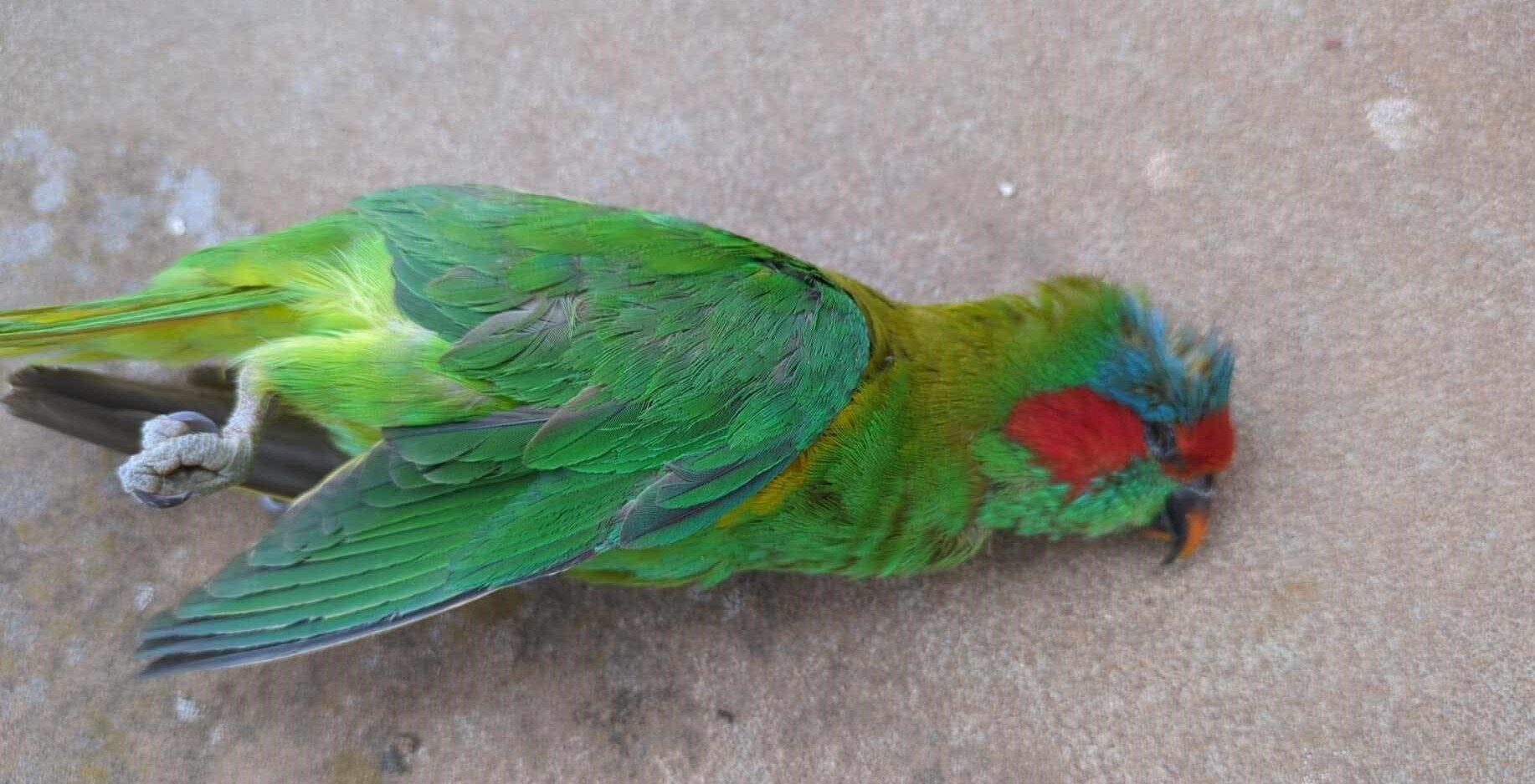 A colourful dead bird lies on the concrete, close up photo.