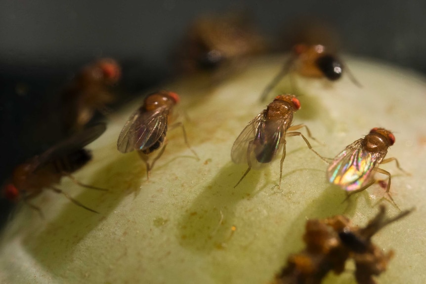 Several fruit flies feast on a grape.