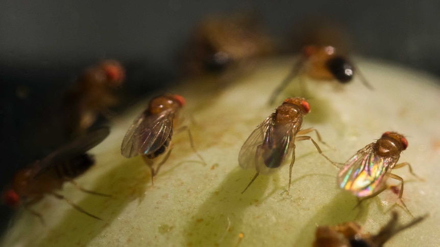 New fruit-fly find sparks produce recall
