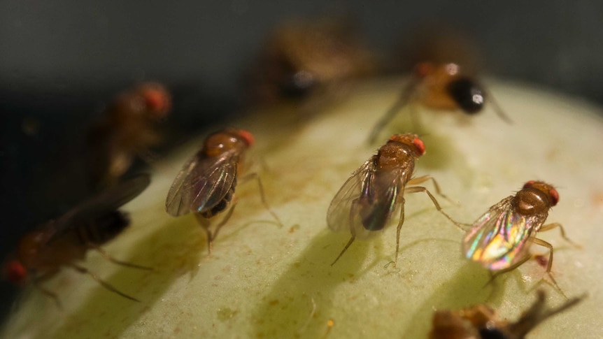 Several fruit flies feast on a grape.