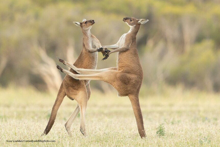 A kangaroo fails in its attempt to kick another kangaroo.
