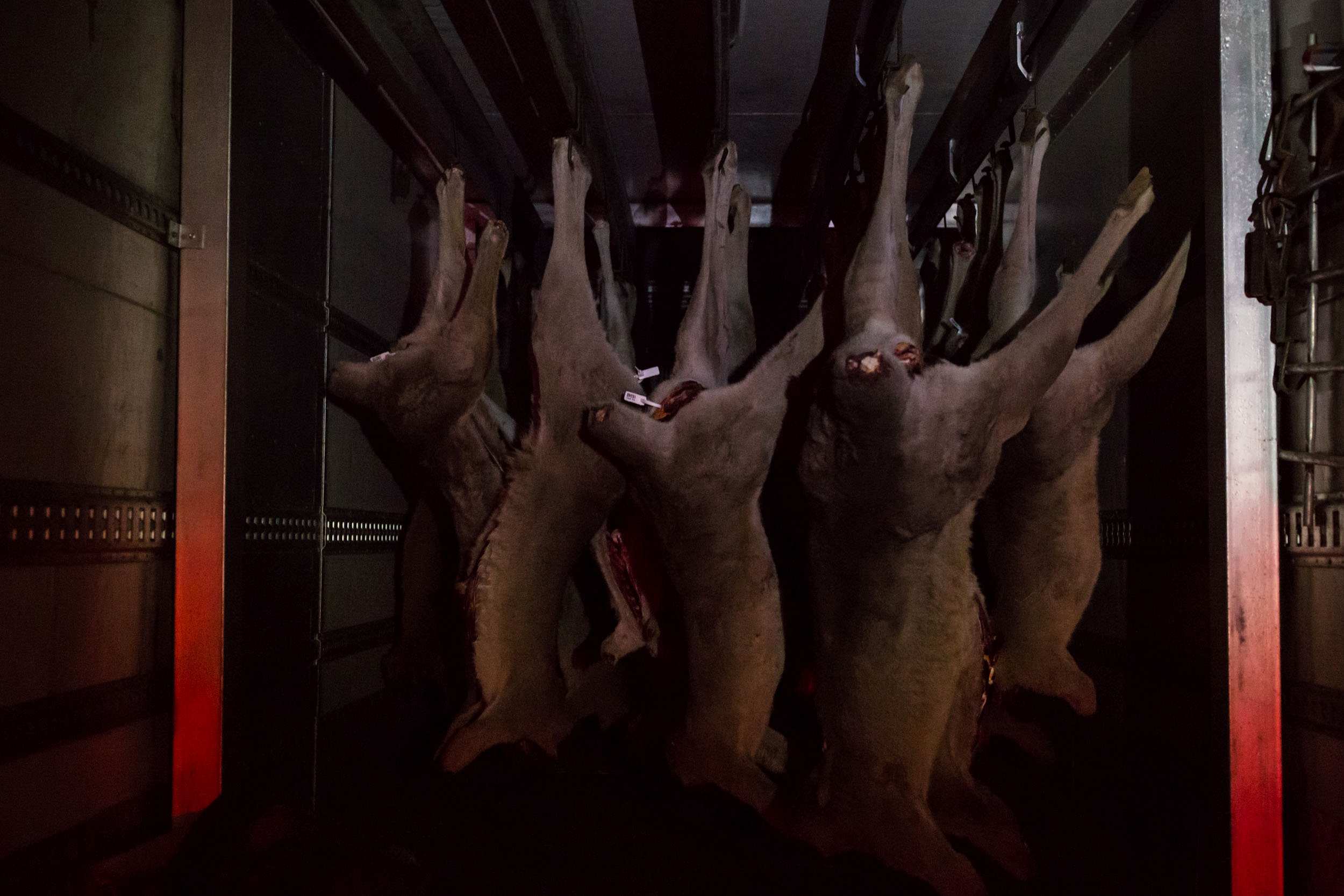Tagged roo carcasses hang inside a mobile cool room.