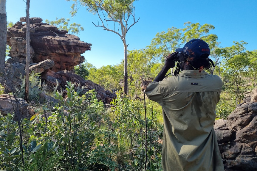 A ranger in a bush environment, looking at a rock through binoculars, with his back to the camera.