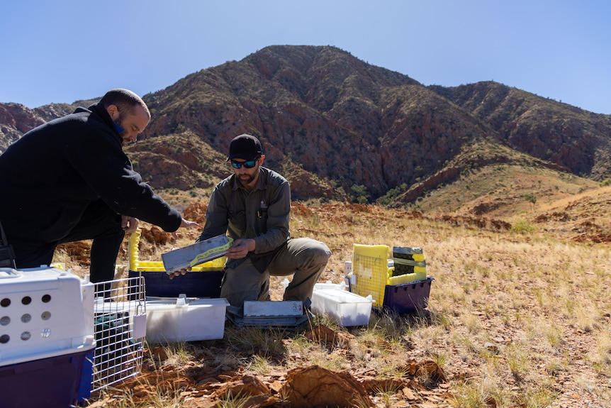 Two men in a vast, rocky desert landscape handle animal traps.