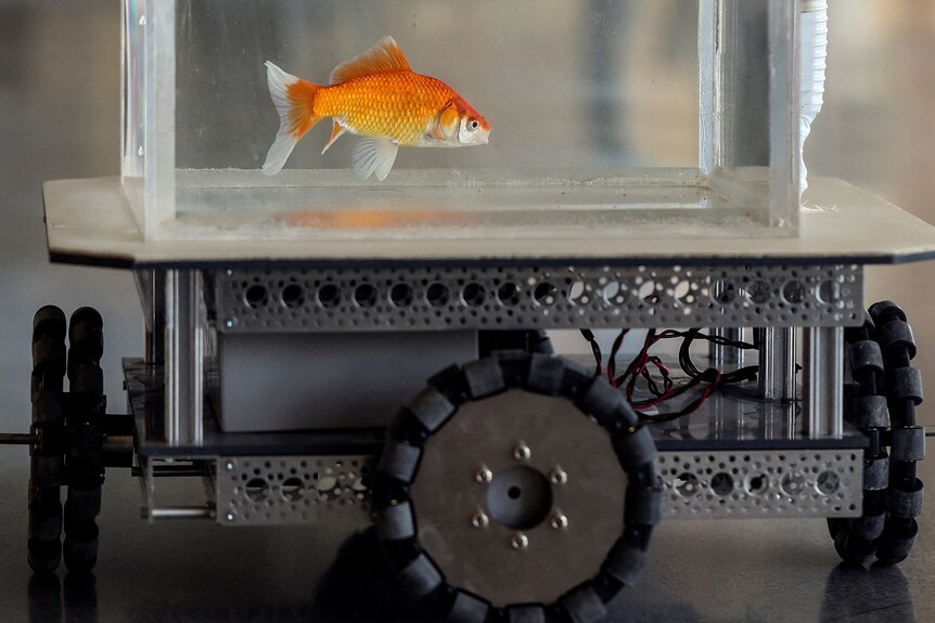 Researchers have taught a goldfish how to drive.