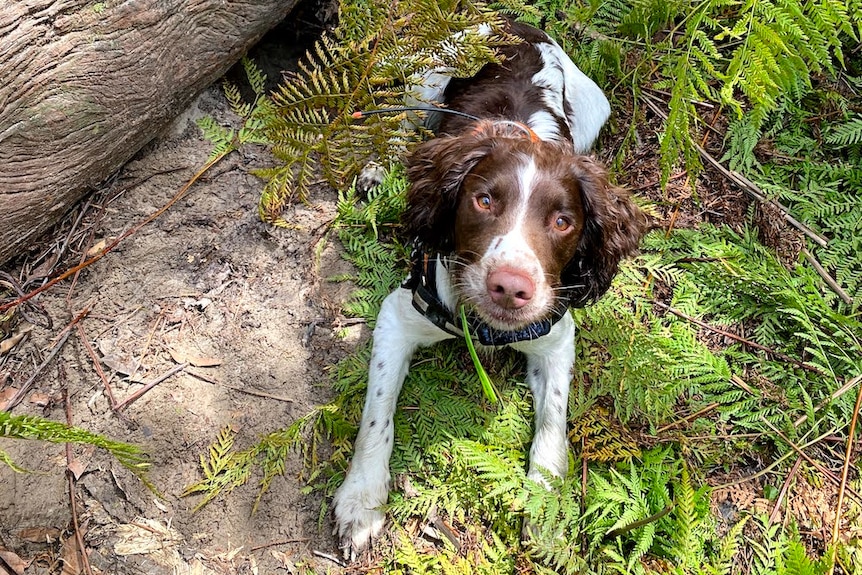 Brown and white dog with tongue out