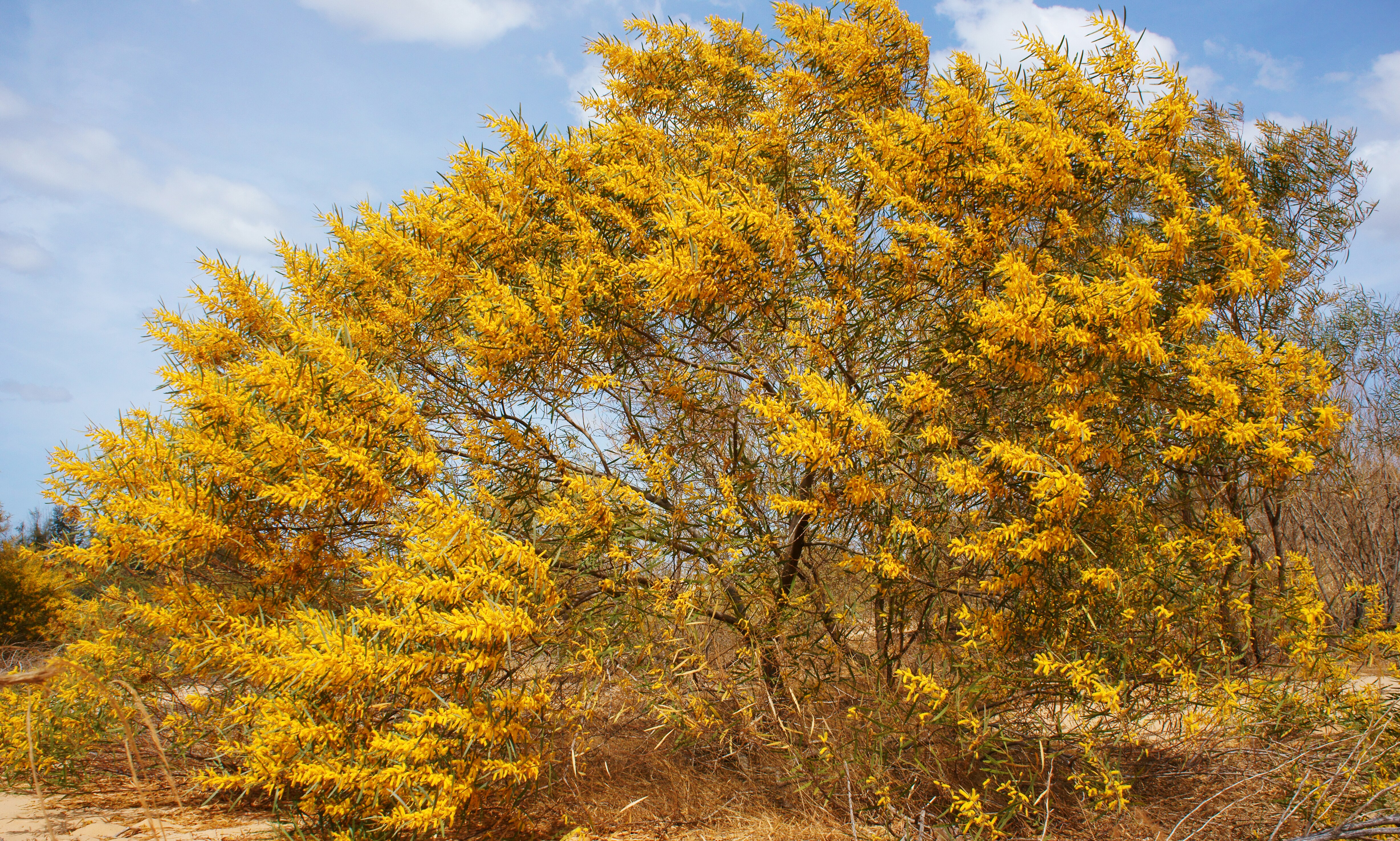 mulga wattle with yellow bloom