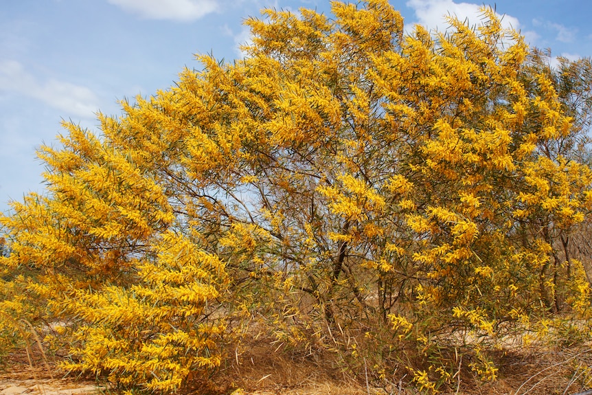 mulga wattle with yellow bloom