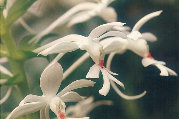 Calanthe triplicata