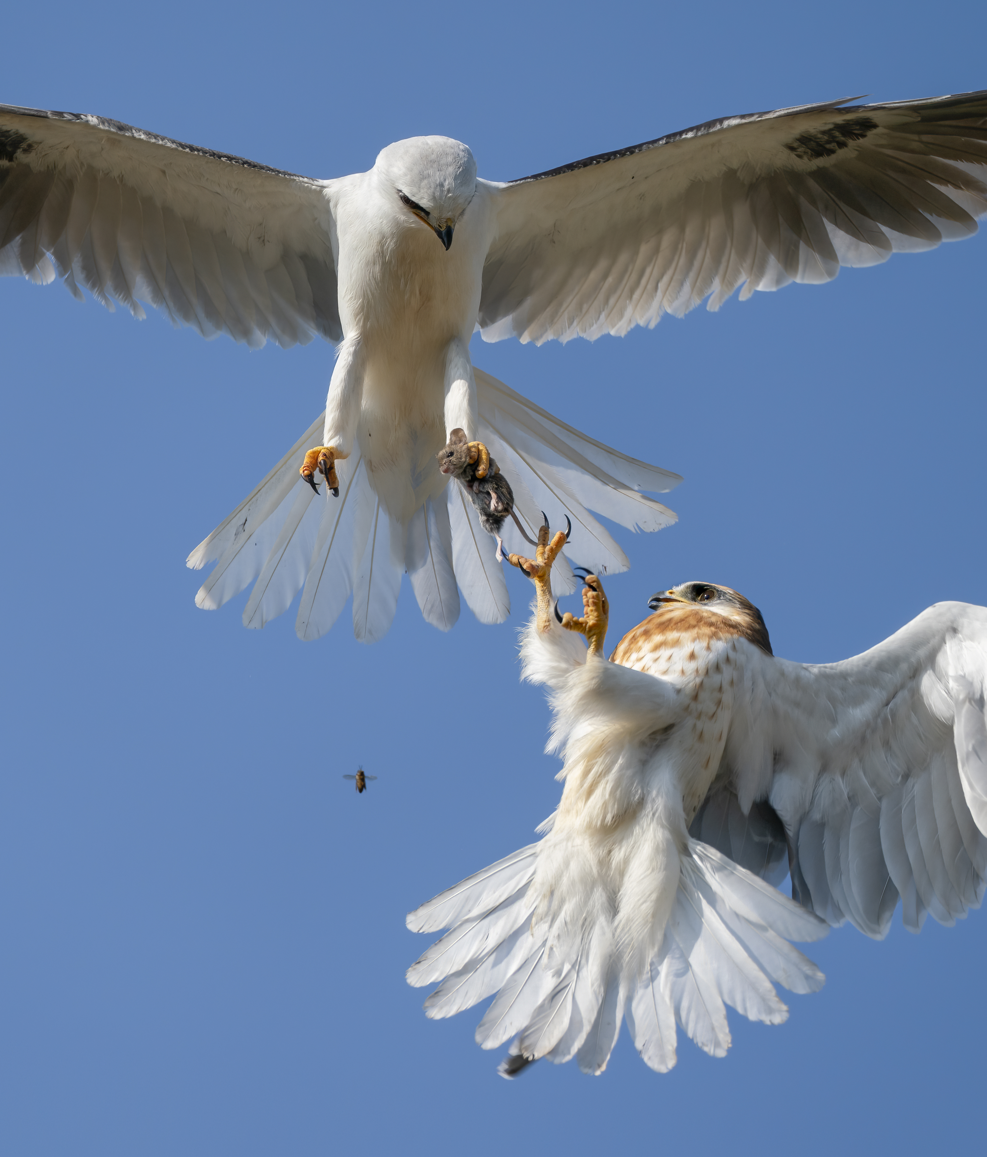 Two birds of prey exchange a mouse mid-flight