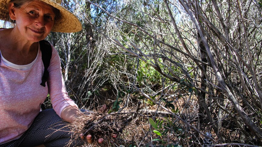 A monoculture of casuarinas can occur